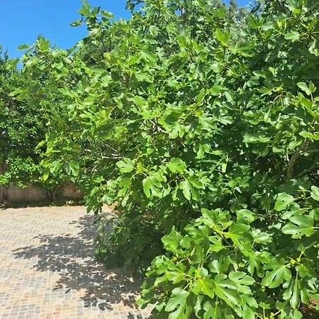 Eucaliptus Istrien Family Fiendly * Rovinj