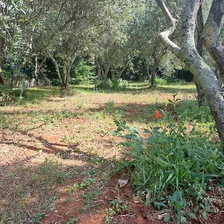 Eucaliptus Istrien Family Fiendly *