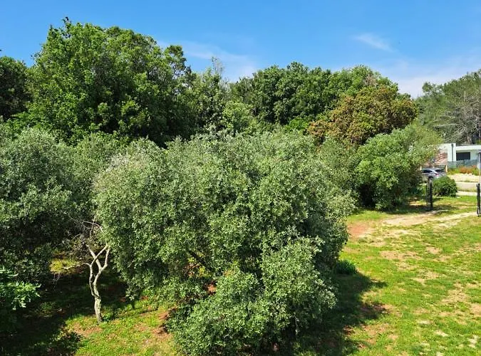 Apartment Eucaliptus Istrien Near The