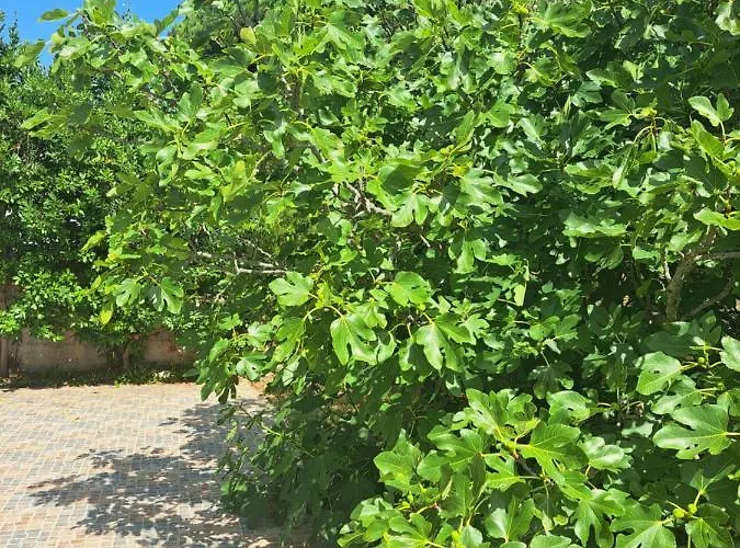 Eucaliptus Istrien Near The * Ρόβινι