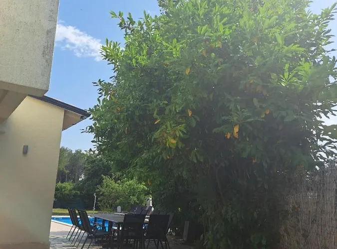 Eucaliptus Istrien Near The Διαμέρισμα Ρόβινι