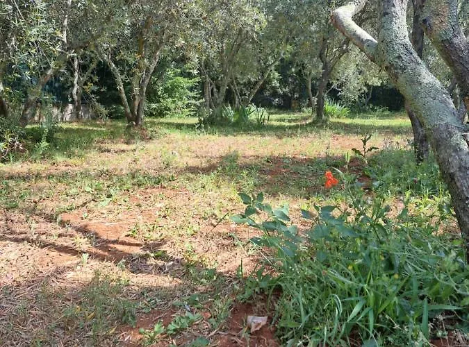 Eucaliptus Istrien Near The *