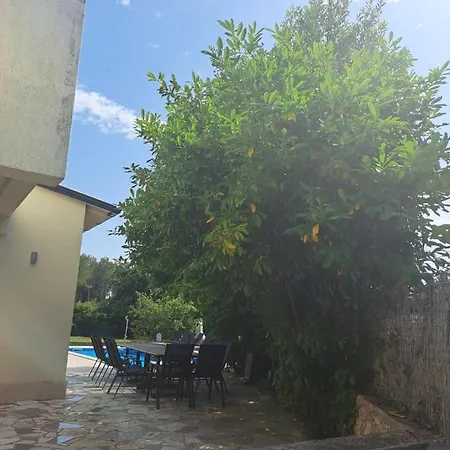 Eucaliptus Istrien Near The Apartman Rovinj